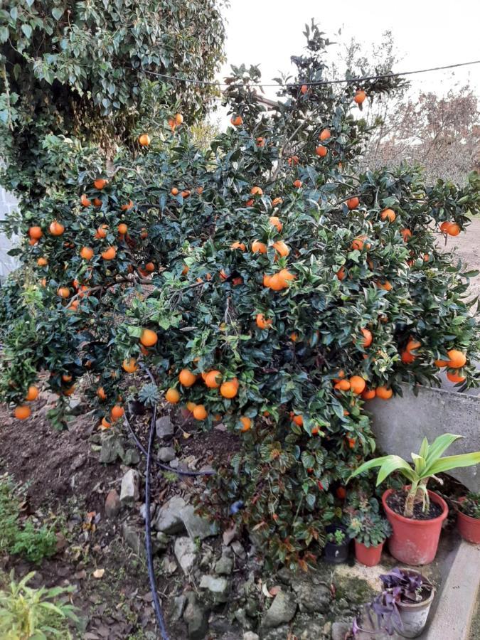 Quinta Do Pinheiro Ξενοδοχείο Grândola Εξωτερικό φωτογραφία