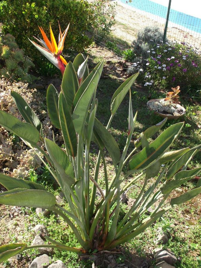 Quinta Do Pinheiro Ξενοδοχείο Grândola Εξωτερικό φωτογραφία