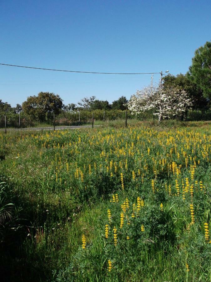 Quinta Do Pinheiro Ξενοδοχείο Grândola Εξωτερικό φωτογραφία