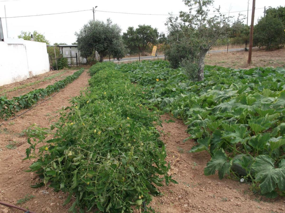 Quinta Do Pinheiro Ξενοδοχείο Grândola Εξωτερικό φωτογραφία